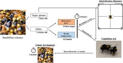 Effects of Heat Stress on Mating Behavior and Colony Development in Bombus terrestris (Hymenoptera: Apidae)